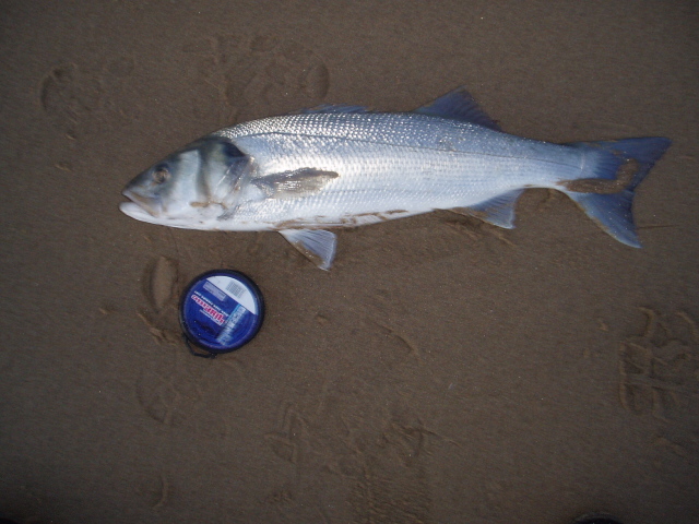 Robalo Noviembre1.JPG